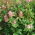 Rode klaver "Krynia" - 0,5 kg - 