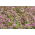 Ters yonca "Lazer" - 1 kg; İran yoncası, shaftal - 