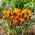 Crocus Orange Monarch - ¡paquete grande! - 100 piezas
