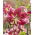 Tree lily - Miss Feya - large package! - 10 pcs