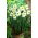 Jonquille, narcisse 'Sinopel' - grand paquet - 50 pcs