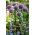 Cebolla ornamental Round 'n Purple - ¡paquete grande! - 10 piezas