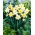 Narciso, narciso Cambiando de colores - ¡paquete grande! - 50 pcs