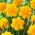 Daffodil, narcissus 'Heamoor' - large package - 50 pcs