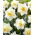 Daffodil, narcissus White Lion - large package! - 50 pcs