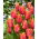 Tulip 'Amazing Parrot' - large package - 50 pcs