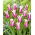 Tulipan Ballade - stor pakke! - 50 stk.