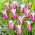 Tulipan Ballade - stor pakke! - 50 stk.