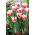 Lagu Tulip Bell - pakej besar! - 50 keping - 