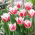 Lagu Tulip Bell - pakej besar! - 50 keping - 