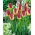 Tulip Boston - large package! - 50 pcs