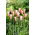 Tulip 'Clusiana Lady Jane' - large package - 50 pcs