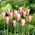 Tulip 'Clusiana Lady Jane' - large package - 50 pcs