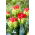 Tulip Bull&#39;s Eye - büyük paket! - 50 parça - 