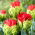 Tulip Bull&#39;s Eye - büyük paket! - 50 parça - 