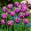 Tulip American Eagle - large package! - 50 pcs
