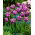 Tulip American Eagle - large package! - 50 pcs