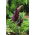 Dragon lily - Dracunculus vulgaris - paket besar! - 10 buah; common dracunculus, dragon arum, black arum, voodoo lily, snake lily, stink lily, black dragon, dragonwort, ragons - 