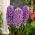Lilla blomster hyacint - 9 stk.