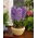 Lilla blomster hyacint - 9 stk.