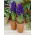 Hyasintti Blue Magic - iso paketti! - 30 kpl - 
