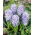 Hyacinth Sky Jacket - nagy csomag! - 30 db.