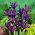 Iris Purple Gem - paquete grande - 100 piezas
