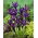 Iris Purple Gem - paquete grande - 100 piezas