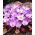 Crocus Conqueror - ¡paquete grande! - 100 piezas