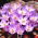 Crocus Conqueror - ¡paquete grande! - 100 piezas