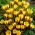 Gadis Gipsy crocus salju - paket besar! - 100 buah; crocus emas - 