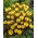 Gadis Gipsy crocus salju - paket besar! - 100 buah; crocus emas - 