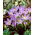 Crocus Lilac Beauty - nagy csomag! - 100 db.