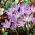 Crocus Lilac Beauty - nagy csomag! - 100 db.