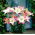Lily - 'Lollypop' - large package - 10 pcs