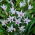 Painted Lady Gladiolus, Gladiolus carneus - Grootverpakking - 50 st - 