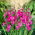 Istočna gladiola - Gladiolus Byzantinus - veliko pakiranje! - 100 kom; zajednička zastava kukuruza - 
