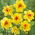 Double-flowered daffodil, narcissus 'Ascot' - large package - 50 pcs