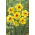 Double-flowered daffodil, narcissus 'Ascot' - large package - 50 pcs