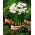 Christmas daffodil, narcissus - Paperwhites Ziva - large package! - 50 pcs