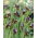 Fritillary di Elwes - Fritillaria elwesii - confezione grande! - 50 pz