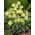 Fritillary Siberia - Fritillaria pallidiflora - paket besar! - 10 buah; Fritillaria pallidiflora - 