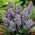 Grape hyacinth Muscari Fantasy Creation - large package! - 100 pcs