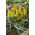 Golden flowered grape hyacinth - Muscari Golden Fragrance - large package! - 30 pcs