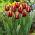 Tulpe 'Armani' - großes Paket - 50 Stück