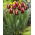 Tulpe 'Armani' - großes Paket - 50 Stück