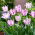 Tulip Aria Card - large package! - 50 pcs