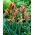 Tulip Artist - stor pakke! - 50 stk
