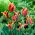 Tulip Artist - stor pakke! - 50 stk