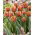 Azúcar Morena Tulip - ¡paquete grande! - 50 pcs - 